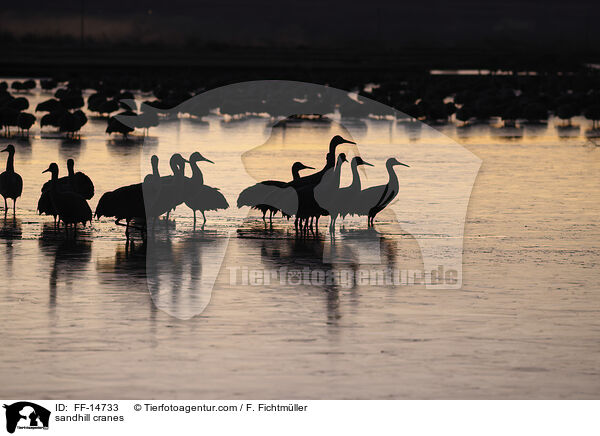 Kanadakraniche / sandhill cranes / FF-14733