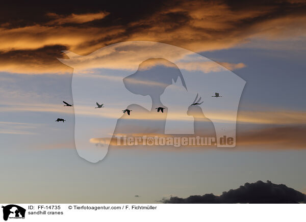 Kanadakraniche / sandhill cranes / FF-14735