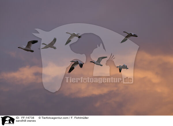 Kanadakraniche / sandhill cranes / FF-14738