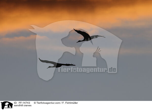 Kanadakraniche / sandhill cranes / FF-14743