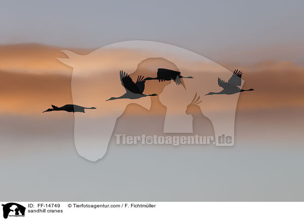Kanadakraniche / sandhill cranes / FF-14749
