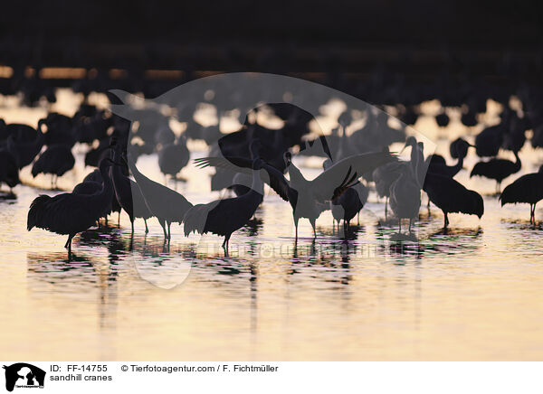 sandhill cranes / FF-14755