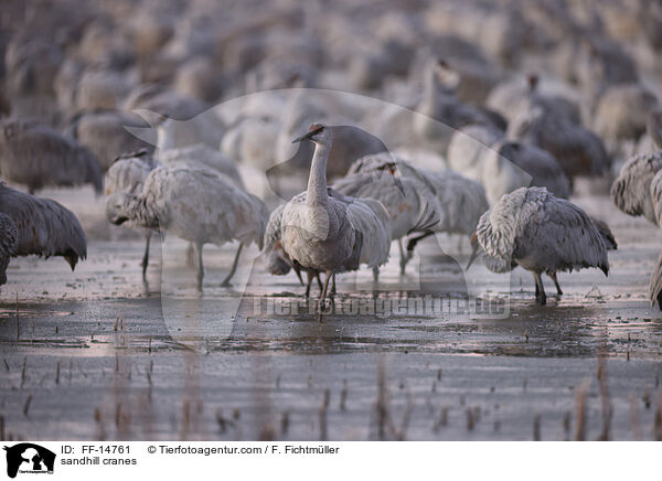 Kanadakraniche / sandhill cranes / FF-14761