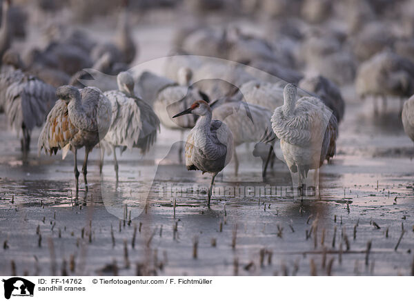 Kanadakraniche / sandhill cranes / FF-14762