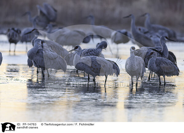 Kanadakraniche / sandhill cranes / FF-14763