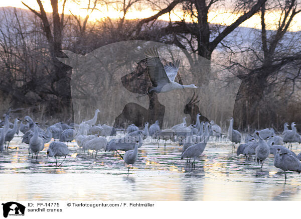 Kanadakraniche / sandhill cranes / FF-14775