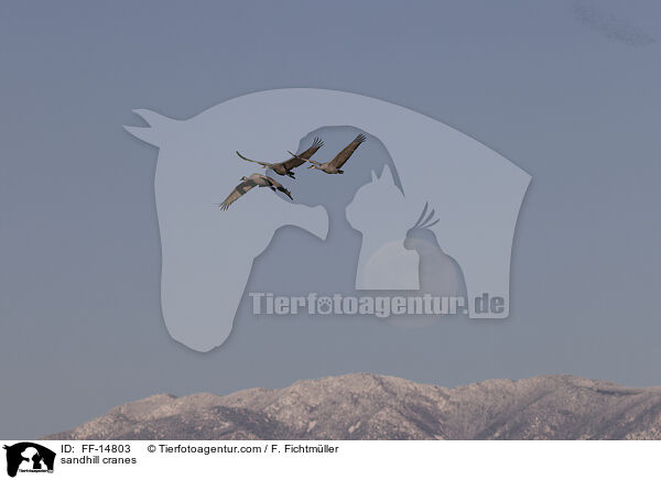 Kanadakraniche / sandhill cranes / FF-14803