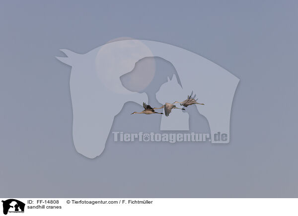 sandhill cranes / FF-14808