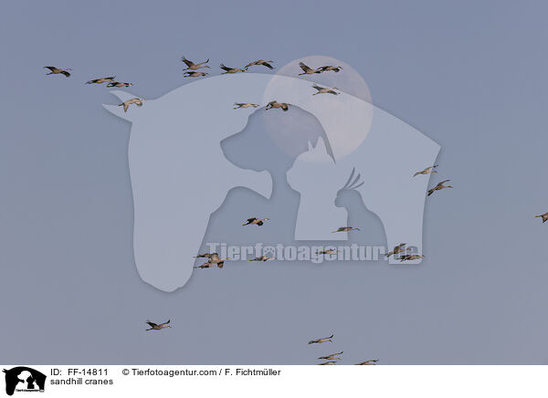 Kanadakraniche / sandhill cranes / FF-14811
