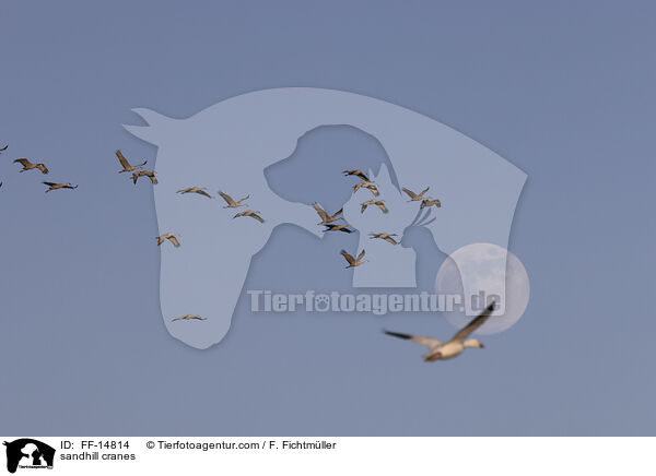 Kanadakraniche / sandhill cranes / FF-14814