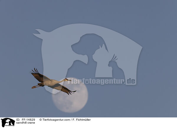 sandhill crane / FF-14829