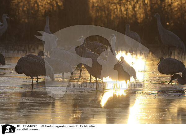Kanadakraniche / sandhill cranes / FF-14837