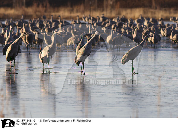 Kanadakraniche / sandhill cranes / FF-14846