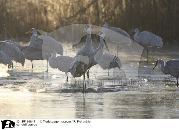 Kanadakraniche / sandhill cranes / FF-14847