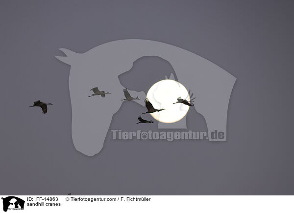 sandhill cranes / FF-14863