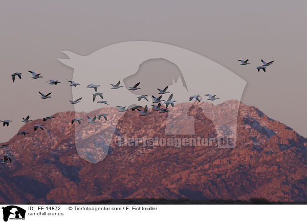Kanadakraniche / sandhill cranes / FF-14872