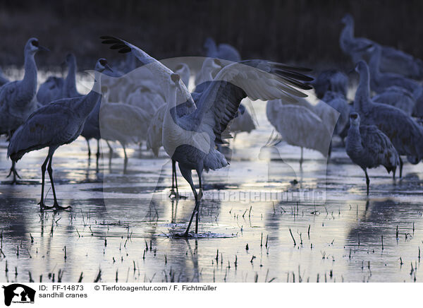 Kanadakraniche / sandhill cranes / FF-14873