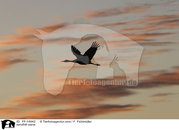 Kanadakranich / sandhill crane / FF-14942