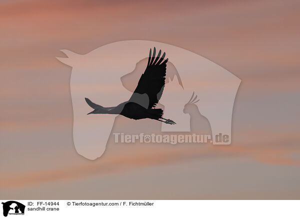 Kanadakranich / sandhill crane / FF-14944