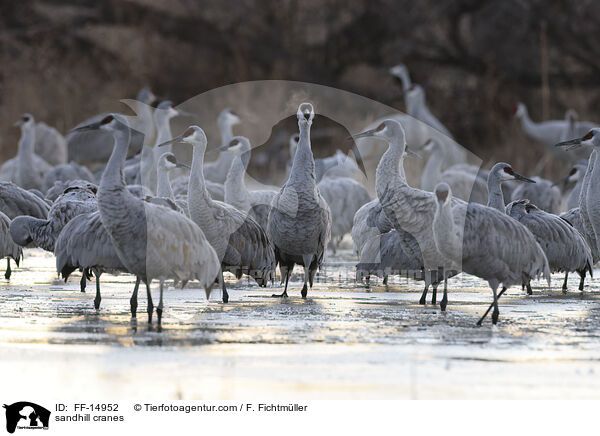 Kanadakraniche / sandhill cranes / FF-14952