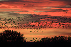 sandhill cranes