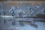 sandhill cranes