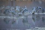 sandhill cranes