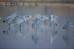 sandhill cranes