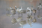sandhill cranes