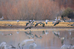 sandhill cranes