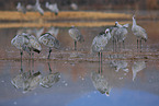 sandhill cranes