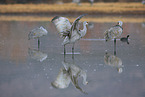 sandhill cranes