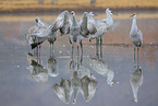 sandhill cranes
