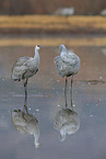 sandhill cranes