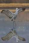 sandhill crane
