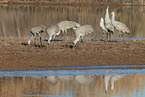 sandhill cranes