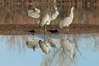 sandhill cranes