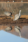 sandhill cranes