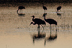 sandhill cranes