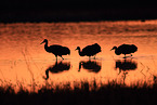 sandhill cranes