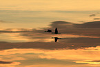 sandhill cranes
