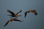 sandhill cranes