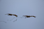 sandhill cranes