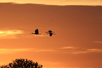 sandhill cranes