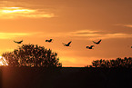 sandhill cranes