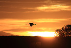 sandhill crane