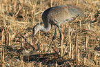 sandhill crane