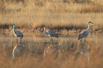 sandhill cranes
