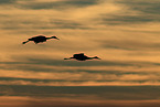 sandhill cranes