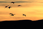sandhill cranes
